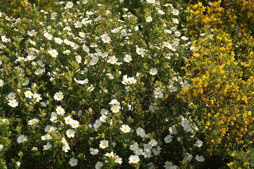 Cistus monspeliensis / Cisto di Montpellier